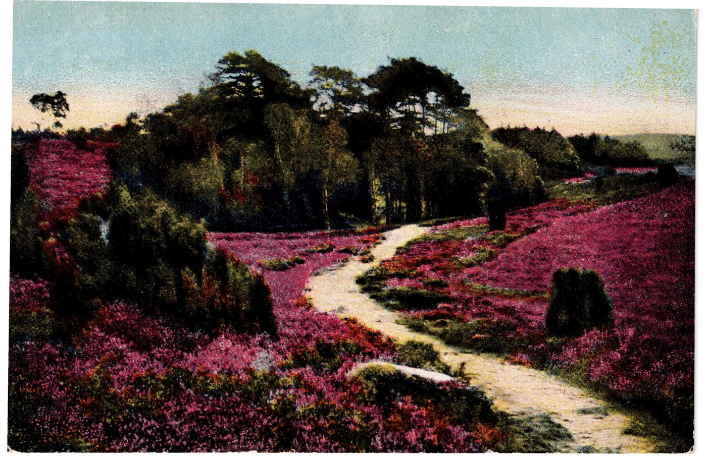 Lüneburger Heide. Weg am Wilseder Berg (Naturschutzpark)