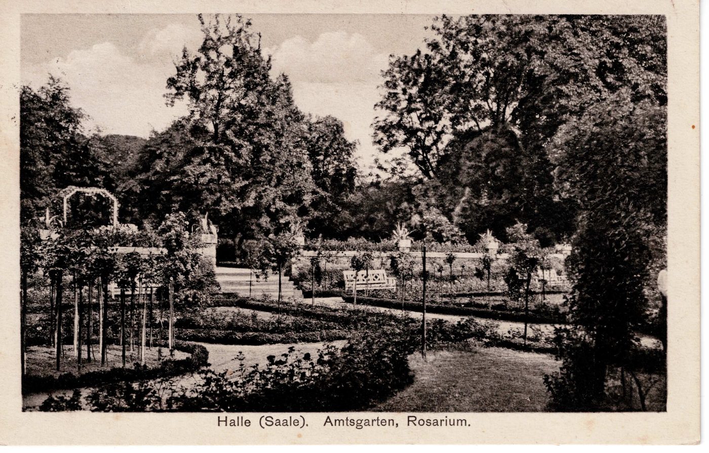Halle (Saale). Amtsgarten, Rosarium.