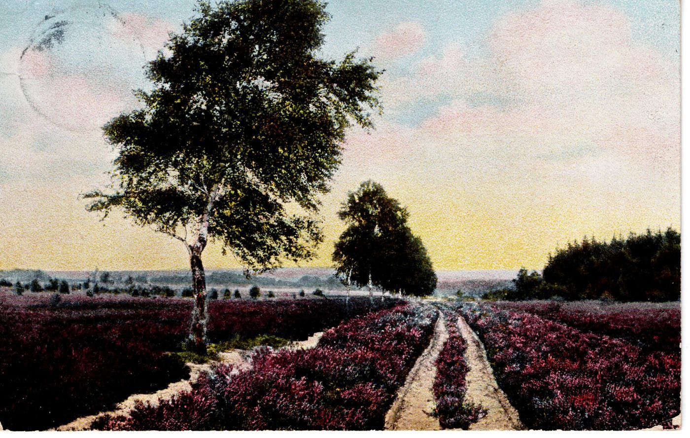 Lüneburger Heide — Heideweg