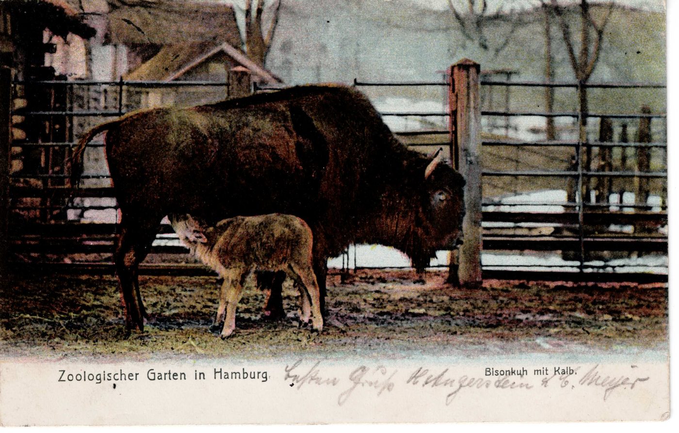 Zoologischer Garten in Hamburg - Bisonkuh mit Kalb